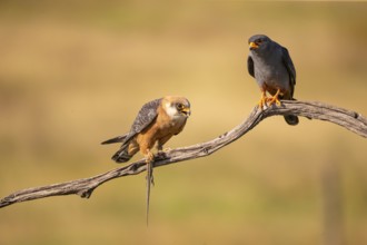 Red-footed falcon (Falco vesperetinus) Male handing over a captured lizard to female, Hungary,