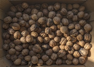 Fresh persian walnuts (Juglans regia), in a carton, Bavaria, Germany, Europe