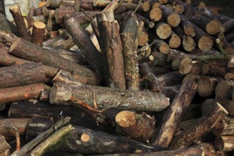 Firewood, logs, sawn into metre pieces