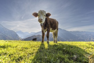 Allgäuer Braunvieh (Bos primigenius taurus), Allgäu, Bavaria, Germany, Europe