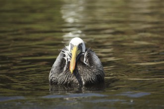 Peruvian pelican (Pelecanus thagus), swimming, pelicans (Pelecanidae), pelican, seabird, seabirds,