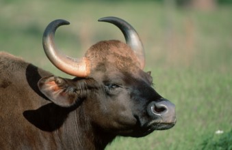 Gaur (Bos gaurus) cow