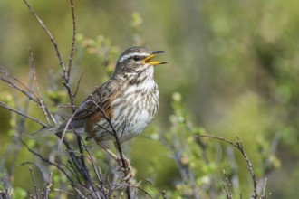 Redwing (Turdus iliacus) sings on bush, Dovre Fjell National Park, Norway, Europe
