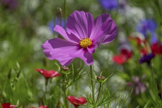 Mexican aster (Cosmos bipinnatus) in a flower meadow, North Rhine-Westphalia, Germany, Europe