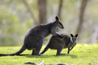Swamp (Wallabia bicolor) Wallabys, pair, South Australia