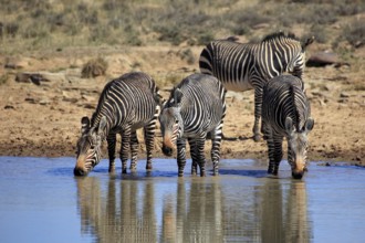 Cape mountain zebras (Equus zebra zebra), Mountain Zebra National Park, South Africa, Africa