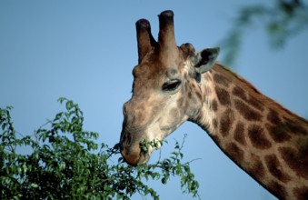 Southern giraffe (Giraffa camelopardalis giraffa), Kruger National Park, South Africa, Africa
