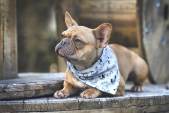 French Bulldog dog with blue neckerchief lying down between wooden industrial cable drums