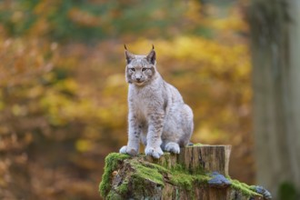Eurasian lynx (Lynx lynx), sitting on tree trunk in autumn forest