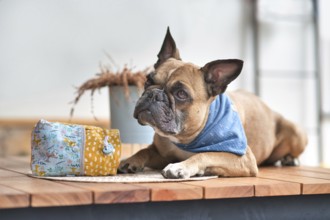 French Bulldog dog waiting patiently next to homemade treat bag