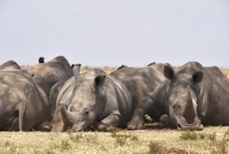 Rhino group resting in Africa, Kenya, Africa