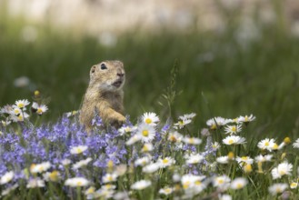 European ground squirrel (Spermophilus citellus) standing in flower meadow with speedwell and