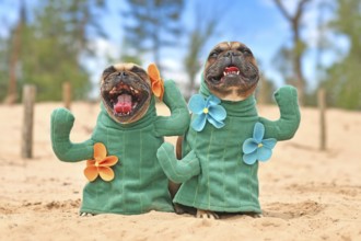 French Bulldog dog dressed up with cactus costumes with fake arms and flowers standing on sandy