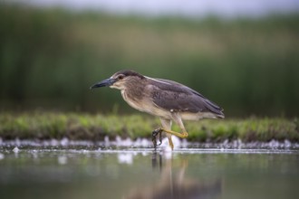 Black crowned night heron (Nycticorax nycticorax) in the water, juvenile, Pusztaszer, Hungary,
