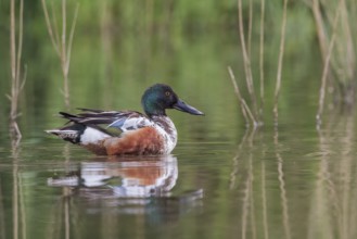 Northern Shoveler (Anas clypeata) swims in the water at the edge of the reed, Upper Austria,