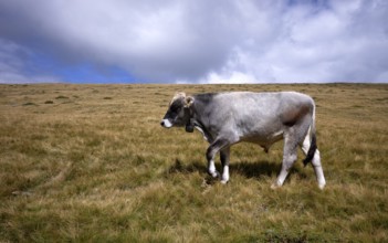 Cow on pasture, Rasciesa, Resciesa, Val Gardena, Trentino, South Tyrol, Italy, Europe