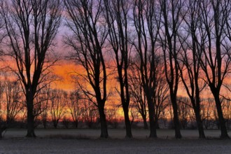 Winter row of trees in the morning glow, Lower Rhine, North Rhine-Westphalia, Germany, Europe