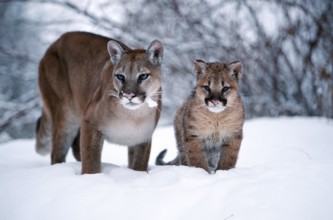 Cougar, female with cub (Felis concolor)