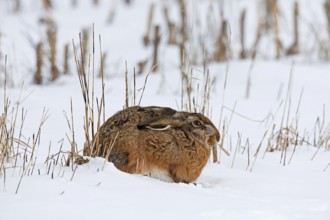 European hare (Lepus europaeus) in the snow in winter, Germany, Europe