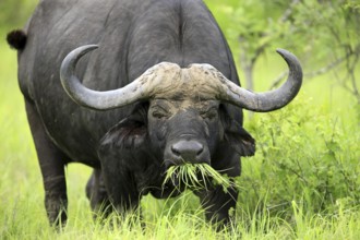 African buffalo (Syncerus caffer), Sabi Sabi Game Reserve, Kruger National Park, South Africa,