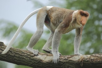 Proboscis monkey (Nasalis larvatus), adult, male, captive