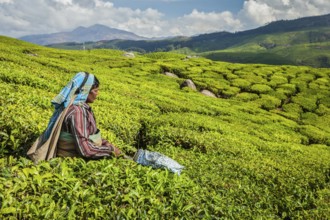 KERALA, INDIA, FEBRUARY 18, 2014: Unidentified Indian woman harvests tea leaves at tea plantation