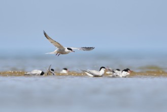 Elegant tern (Thalasseus elegans) flying in the sky above the sea, hunting, ebro delta, Catalonia,