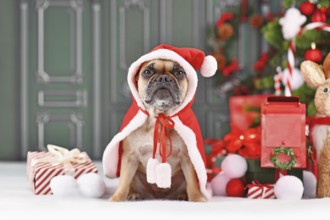French Bulldog dog with Christmas Santa Claus cape in front of green wall with seasonal decoration