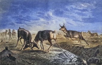 Pronghorn antelope, pronghorn animal, pronghorn bearer, Historic, digitally restored reproduction
