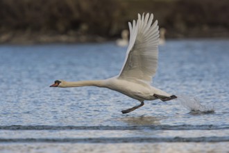 Mute Swan (Cygnus olor), Upper Austria, Austria, Europe