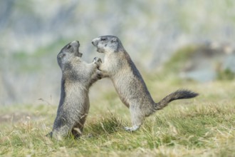 Two Alpine Marmots (Marmota marmota), Salzburg State, Austria, Europe