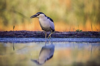 Black crowned night heron (Nycticorax nycticorax) at the water's edge in the sunrise, Pusztaszer,