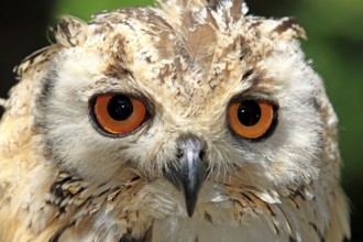 Indian eagle-owl (Bubo bengalensis), Cape Town, South Africa, Bengal Eagle Owl, Rock Eagle Owl,