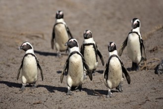 African penguin (Spheniscus demersus), Betty's Bay, South Africa, Africa