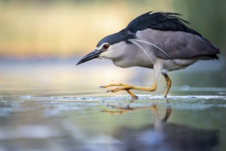 Black crowned night heron (Nycticorax nycticorax) in the water, Pusztaszer, Hungary, Europe
