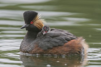 Black-necked Grebe (Podiceps nigricollis) with young bird in plumage on the back, swims in the