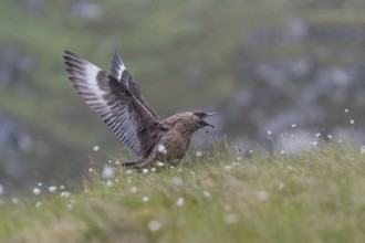 Great Skua (Stercorarius skua), calling, Runde Island, Norway, Europe