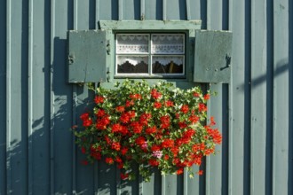 Window with shutters and flower box with geraniums (Pelargonium spec.) in old colourfully painted