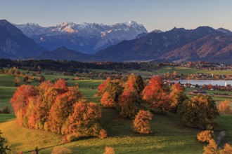 Pre-Alpine landscape with autumnal coloured trees in front of mountains, Riegsee, behind Zugspitze