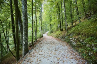 Hiking trail on the shore of Lake Königssee, Berchtesgaden National Park, Berchtesgadener Land,