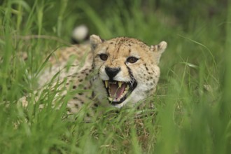 Cheetah (Acinonyx jubatus), meadow, captive