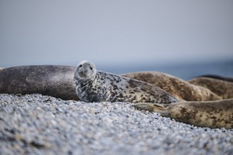 Grey seal (Halichoerus grypus) on the beach, Düne, Helgoland, Schleswig-Holstein, Germany, Europe
