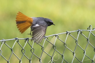 A male black redstart (Phoenicurus ochruros) soars from a wire mesh fence with its wings fanned
