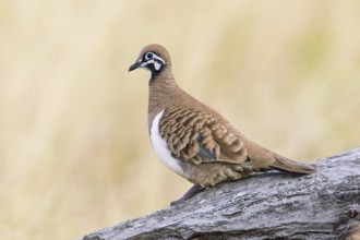 Squatter Pigeon (Geophaps scripta scripta), Queensland, Australia, Oceania