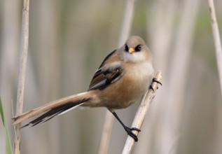 Bearded Reedling (Panurus biarmicus) juvenile, Mecklenburg-Western, Pomerania, Germany, Europe
