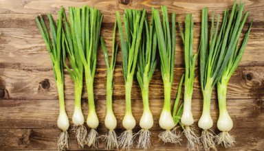 Vegetable, spring onion or spring onion, also known as winter onion, Allium fistulosum