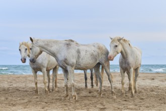 White Camargue horses on the beach under a cloudy sky, Camargue, France, Europe