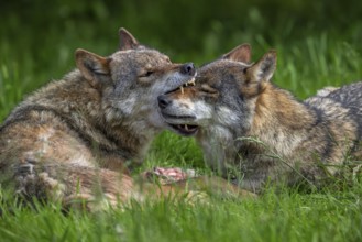 Eurasian wolves showing muzzle grab behaviour by dominant grey wolf grabbing subordinate pack