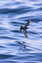 Storm Petrel (Hydrobates pelagicus) flying over calm sea, Sagres, Algarve, Portugal, Europe