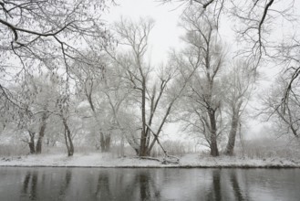 Winter landscape by a river, willows (Salix) and alders (Alnus) on the bank in dense snowfall,